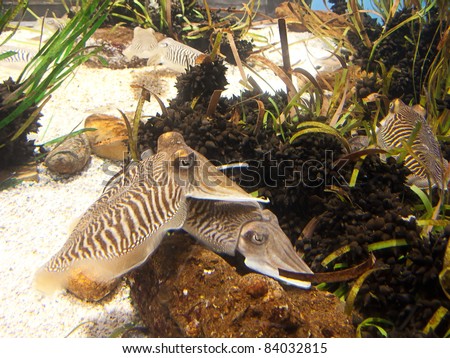 Cuttlefish close up. Underwater aquatic life