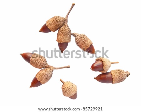 Different acorns (double and single) isolated in white