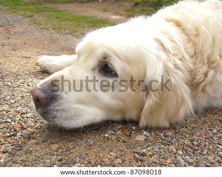 Golden retriever dog resting with the head on the ground