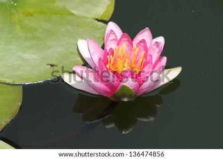Lotus in Thailand.
