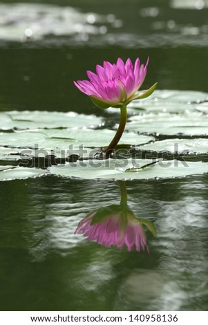Lotus in Thailand.