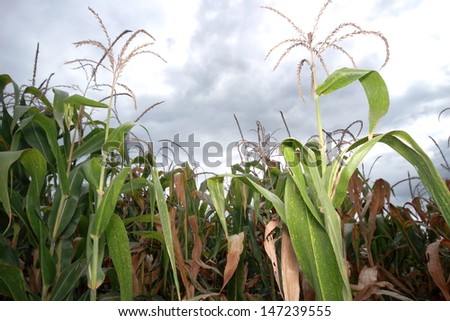 Corn farmers in Thailand.