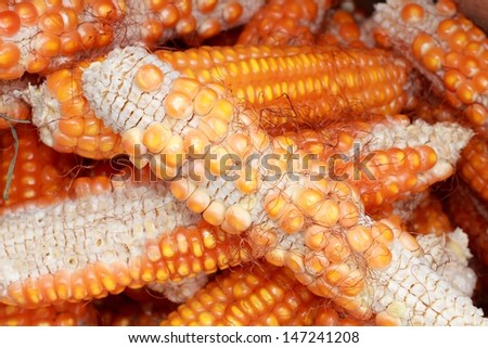 Beautiful yellow ear of corn