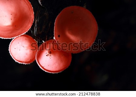 Mushroom Fungi in the tropical rain forest