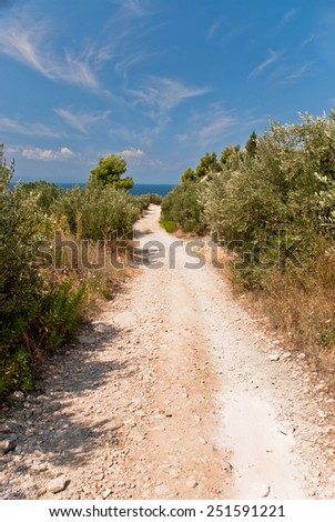 Photo of green olives on the olive tree against blue sea
