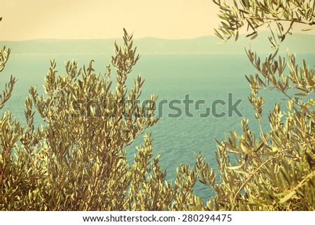 Photo of green olives on the olive tree against blue sea - vintage version