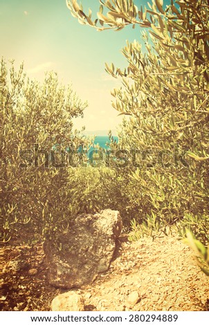 Photo of green olives on the olive tree against blue sea - vingage version