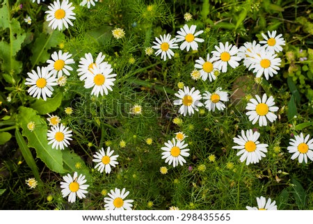 Photo of yellow-white lawn flowers