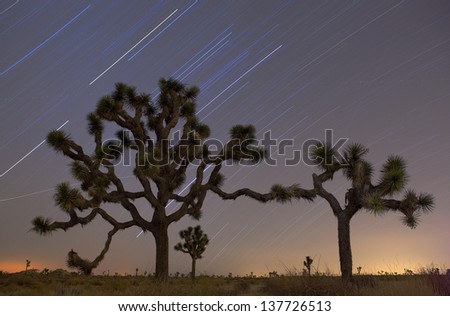 Star Trails and Joshua Trees, Joshua Tree National Park, California