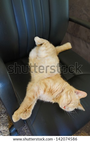 ( cat ) sleeping in office
