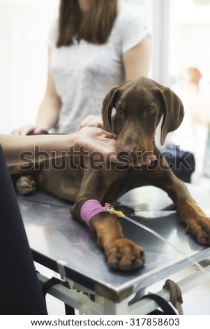 Beautiful doberman puppy lying on a veterinary table and gets an infusion. Vet holding infusion line attached to dog\'s leg. Short DOF and selective focus on infusion needle.