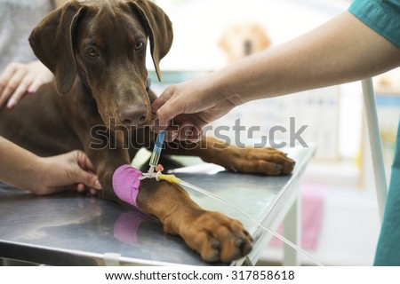 Beautiful doberman puppy lying on a veterinary table and gets an infusion. Vet holding infusion line attached to dog\'s leg. Short DOF and selective focus on veterinarian hand and infusion needle.