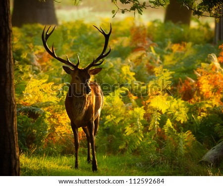 Red Deer Stag In Autumn Woodland