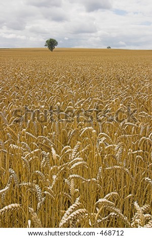 High level view of barley ripe barley field