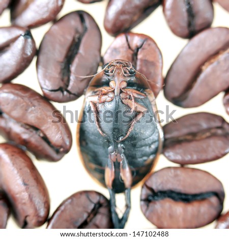 Insects of grain roasted coffee