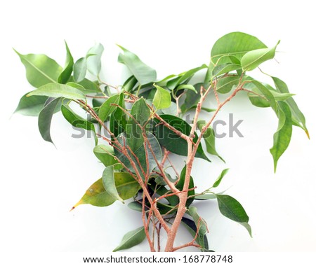 ficus tree branch with leaves