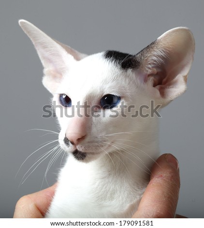 cat face on the entire frame. blue eyes on a white background. Oriental cat breed photo