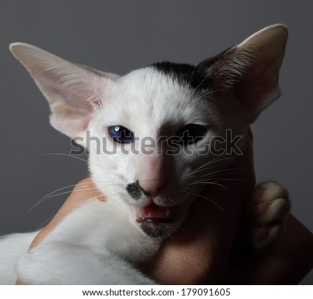 cat face on the entire frame. blue eyes on a white background. Oriental cat breed photo
