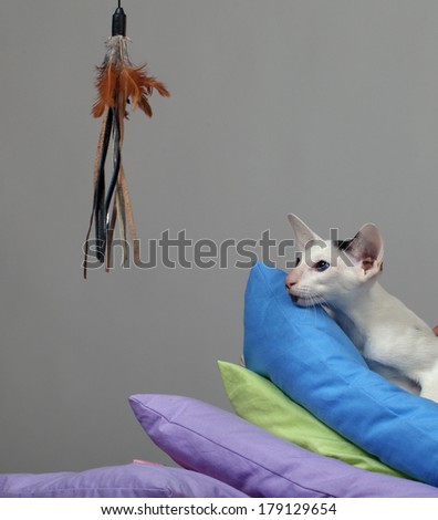 kitten playing in colored pillows