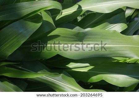 green leaves of corn. plant with large long leaves