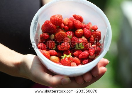 garden and wild berry and strawberry in hands
