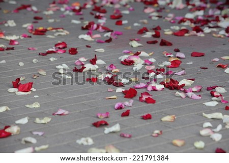 colorful flower petals lying on the sidewalk. festive wedding ceremony