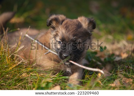 cute puppy dog playing with a stick in his mouth on the grass