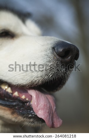 muzzle dog breed Malamute