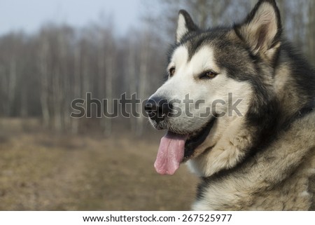 large dog breed Malamute
