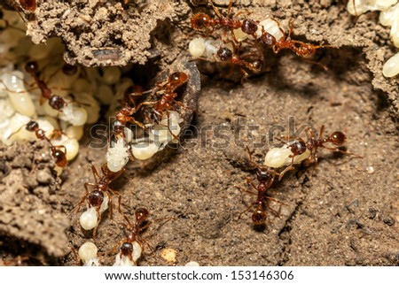 Red ants with white eggs on anthill