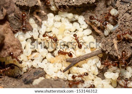 Red ants with white eggs on anthill