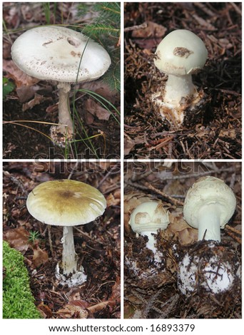 Poisonous Fungus