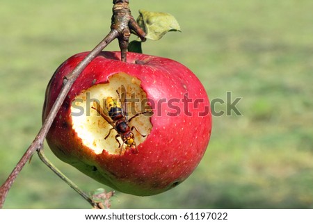hornet eat apple - farming evil-doer