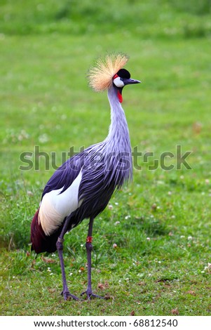 Grey Crowned Crane - birds in ZOO