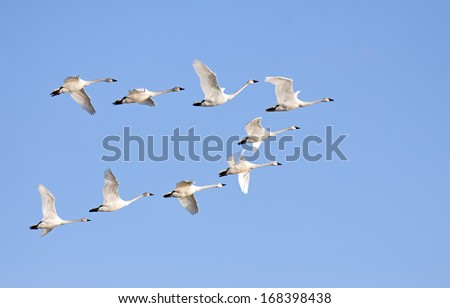 Tundra Swans Flying In Formation On A Clear Winter Day.