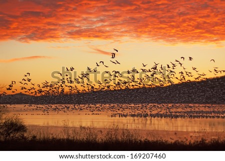 A flock of Snow Geese fly from a partly frozen lake at Middle Creek Wildlife Management Area in Lancaster County, Pennsylvania,USA.