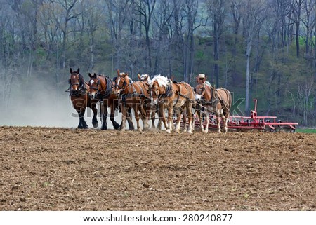 A team of horses and mules pull a spring-tooth harrow with soil rollers on an Amish farm in Lancaster County, Pennsylvania.