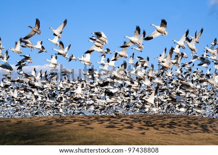 Thousands of Snow Geese fly from a hillside at Middle Creek Wildlife Management Area in Lancaster County, Pennsylvania,USA.