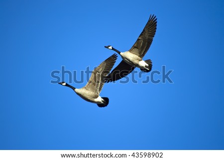 Canadian Geese Against Blue Sky
