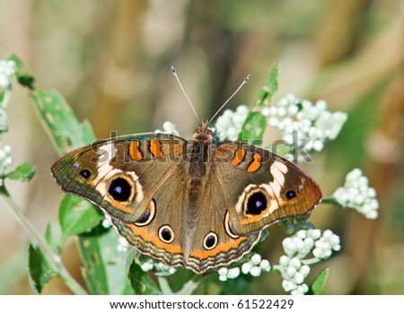 Buckeye Butterfly ( Junonia coenia )
