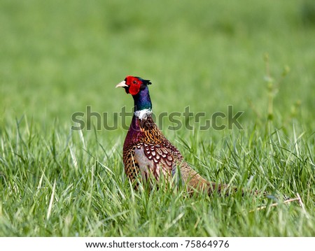 stock photo Ringnecked Pheasant in grasslandLancaster County 