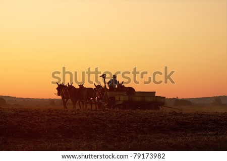Amish farmer planting corn at sunset,Lancaster County,Pennsylvania