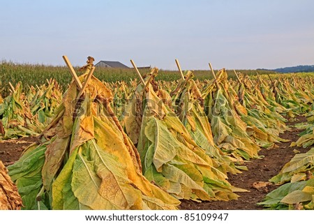 Tobacco harvest in Lancaster County,Pennsylvania.Tobacco is cut,speared onto wood lath and set upright to dry in the field.