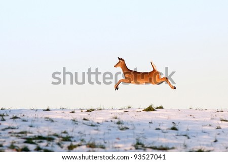 A Pennsylvania Whitetail Deer running over a snow covered hilltop.