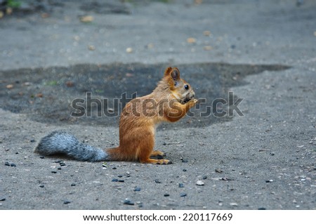 Red squirrel chews sunflower seeds on the ground