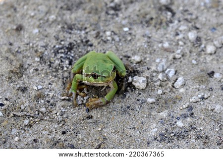 Green frog on the sandy ground