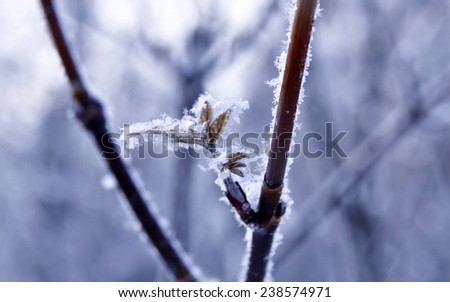 Branch covered with white frost. abstract background