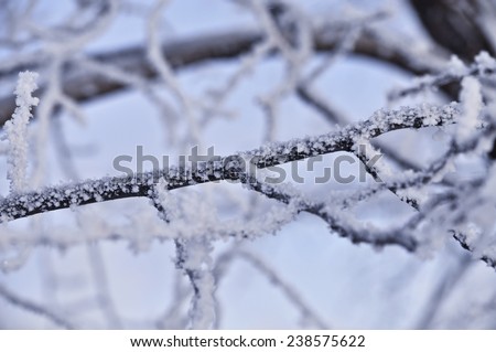 Branch covered with white frost. Abstract background