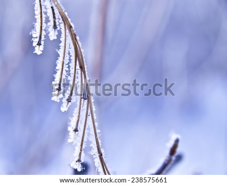 Branch covered with white frost. abstract background