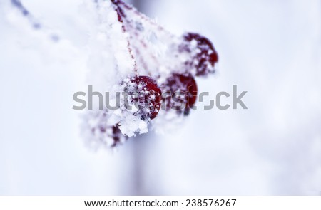 Sprig of wild apples covered with white frost. Abstract background